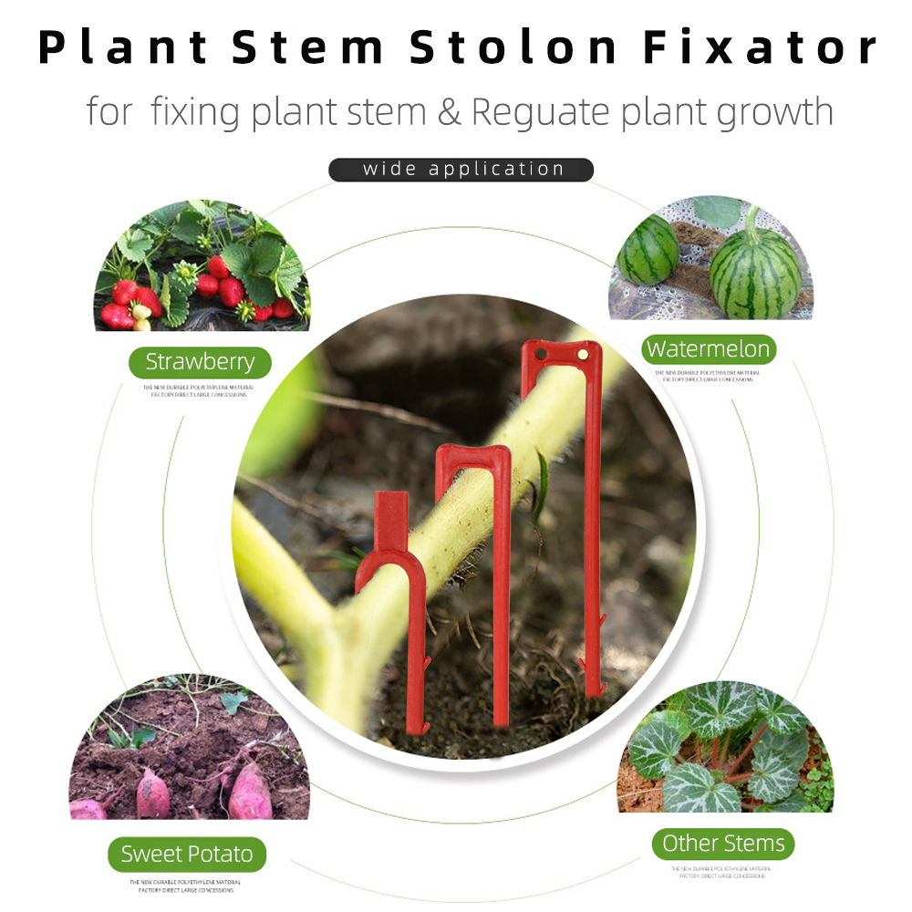 20-50PCS Strawberry Planting F - Vine Climbing Plastic recension och pris
